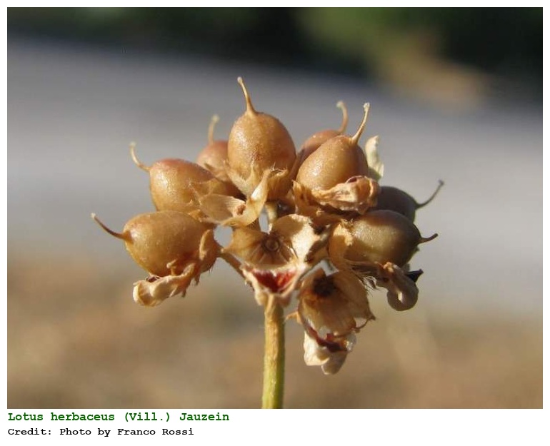 Lotus herbaceus (Vill.) Jauzein